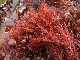 記憶喪失性貝毒 記憶喪失性貝毒