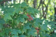 鈍角三峽槭 鈍角三峽槭