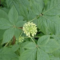 剛毛五加 剛毛五加