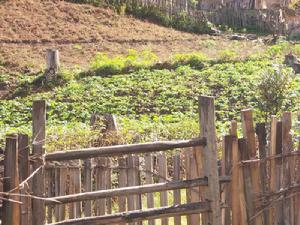 拉多各自然村農村經濟-種植業