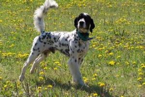 英國蹲獵犬 英國蹲獵犬