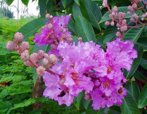 文玉龍膽 文玉龍膽