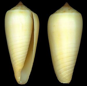 皮克氏芋螺 皮克氏芋螺