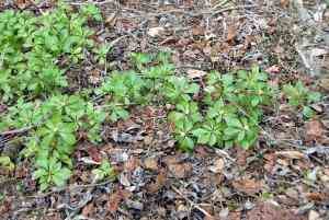 富貴草屬 富貴草屬