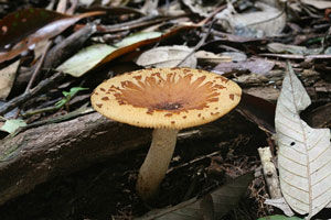 點柄黃紅菇 點柄黃紅菇