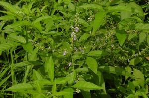 馬鞭草科 馬鞭草科