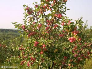 蘋果樹