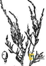 崑崙方枝柏 崑崙方枝柏