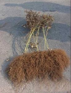 威靈仙[毛茛科植物]