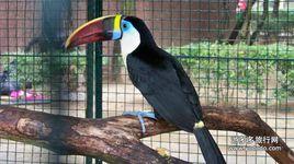 福州鳥語林 福州鳥語林