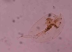 枝足介亞目 枝足介亞目