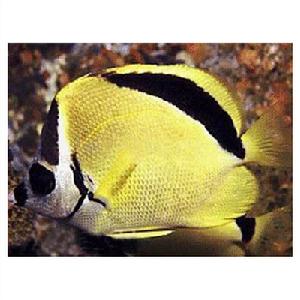 約翰蘭德蝴蝶魚 約翰蘭德蝴蝶魚