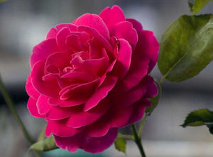 紫月季花(變種) 紫月季花(變種)