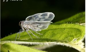 斑帛菱蠟蟬 斑帛菱蠟蟬