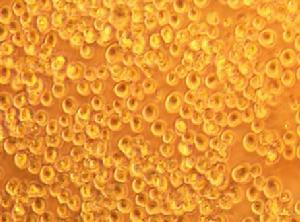 培育的自體免疫細胞 光鏡圖