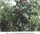 被溫室白粉虱傳播病毒病的番茄