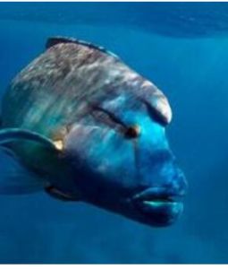 龍王鯛南島 龍王鯛南島