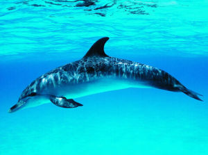 布氏長喙鯨 布氏長喙鯨