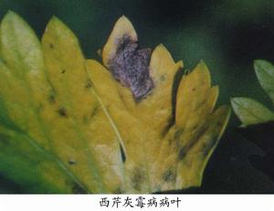 芹菜灰霉病 芹菜灰霉病