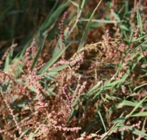 盤果鹼蓬 盤果鹼蓬