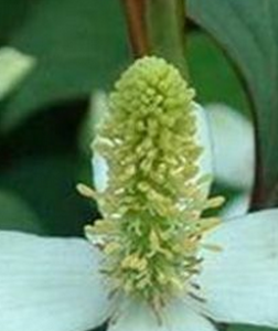 金挖耳根 金挖耳根