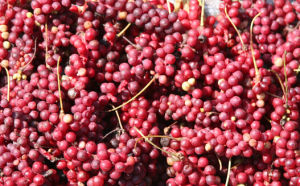 毛脈五味子 毛脈五味子