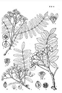 梯葉花楸 梯葉花楸