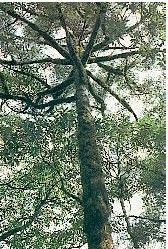 資源冷杉 資源冷杉