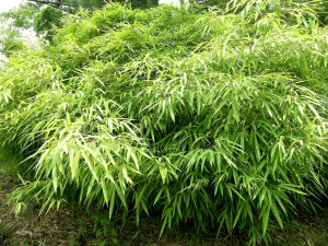 多枝玉山竹 多枝玉山竹