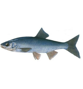 雅羅魚屬 雅羅魚屬