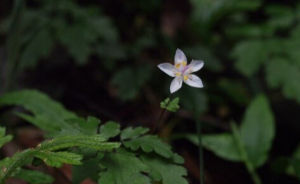 基葉人字果 基葉人字果