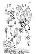 錐序清風藤 錐序清風藤