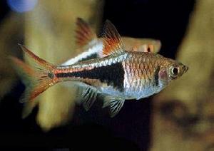 正三角燈 正三角燈