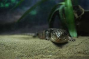 康定滑蜥 康定滑蜥