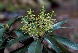 暗葉潤楠 暗葉潤楠