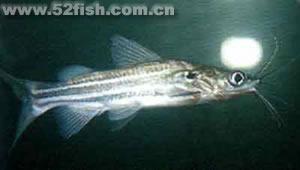 橘紅雙須鼠 橘紅雙須鼠