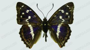 紫閃蛺蝶