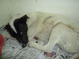 犬低溫症 犬低溫症