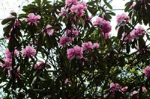 灌叢杜鵑 灌叢杜鵑