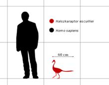 哈茲卡盜龍與人的大小對比