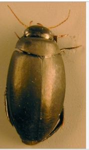 龍虱成蟲（拉丁名：Agabus bipustulatus）