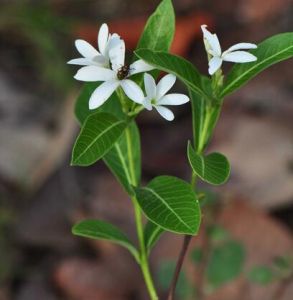 甘穆犀草 甘穆犀草