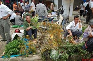 靖西壯族端午藥市的藥材