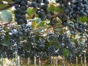 蘭考葡萄 蘭考葡萄