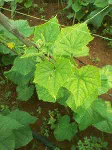 油菜蔬菜黃葉病 油菜蔬菜黃葉病