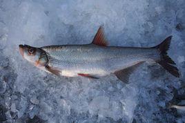 翹嘴紅鮊 翹嘴紅鮊