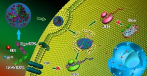 多藥耐藥性 多藥耐藥性