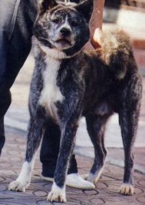 甲斐鬥犬 甲斐鬥犬