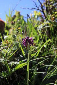 靛藍穗花報春 靛藍穗花報春