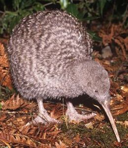 大斑幾維鳥 大斑幾維鳥